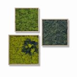 Quadrate 3er-Set, Islandmoos (optional 1x Pflanzenelement)