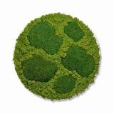 Moosbild Kugel- und Islandmoos, hellgrün, large, Kreis DM=56cm