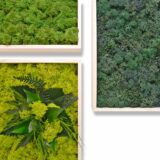 Quadrate 3er-Set, Islandmoos (optional 1x Pflanzenelement) – Bild 2