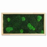Moosbild, Wald- und Kugelmoos freie Verteilung, 60 x 30 cm