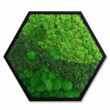 Hexagon, Island- und Kugelmoos, 60 x 52 cm – Bild 3