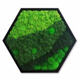 Hexagon, Island- und Kugelmoos, 60 x 52 cm