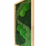 Moosbild, Wald-, Island- und Kugelmoos, 30 x 60 cm – Bild 2
